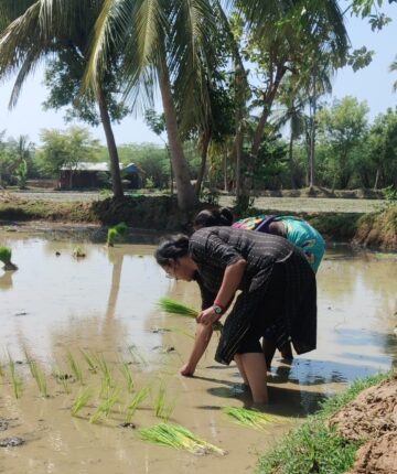Individuals in a rice paddy