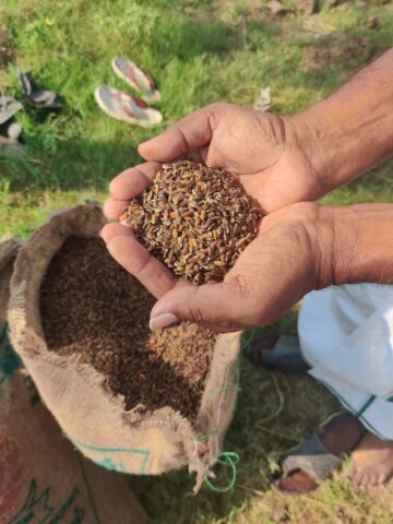 Rice cupped in hands over a bag full of additional rice